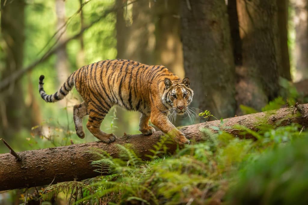Siberian tiger walking on a fallen tree in taiga.