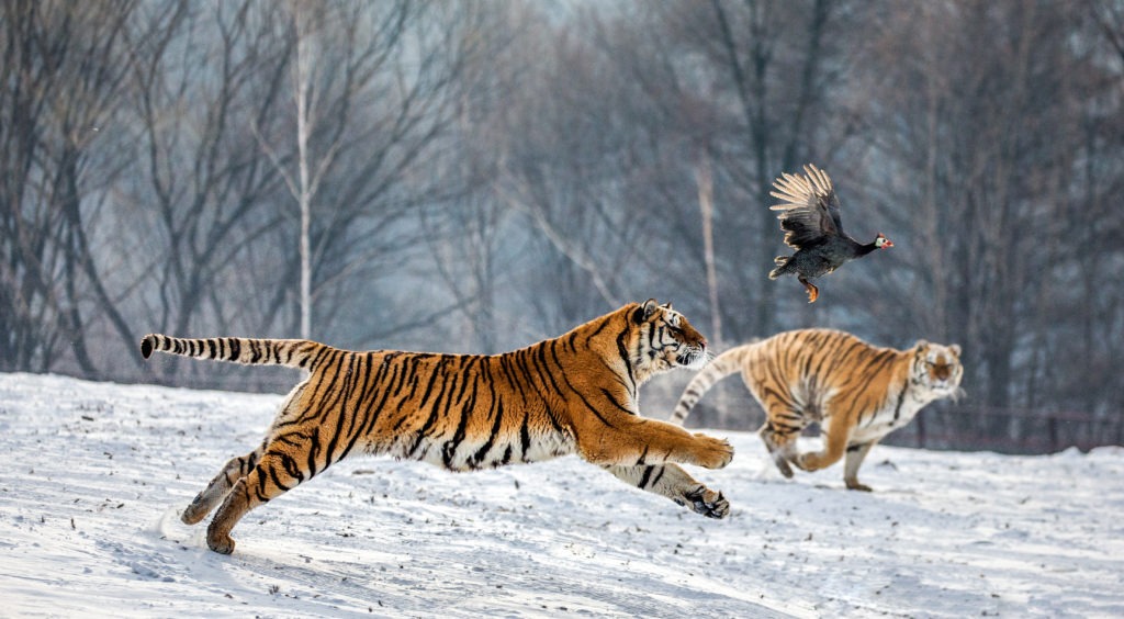 Siberian tigers running in the snow to catch their prey.