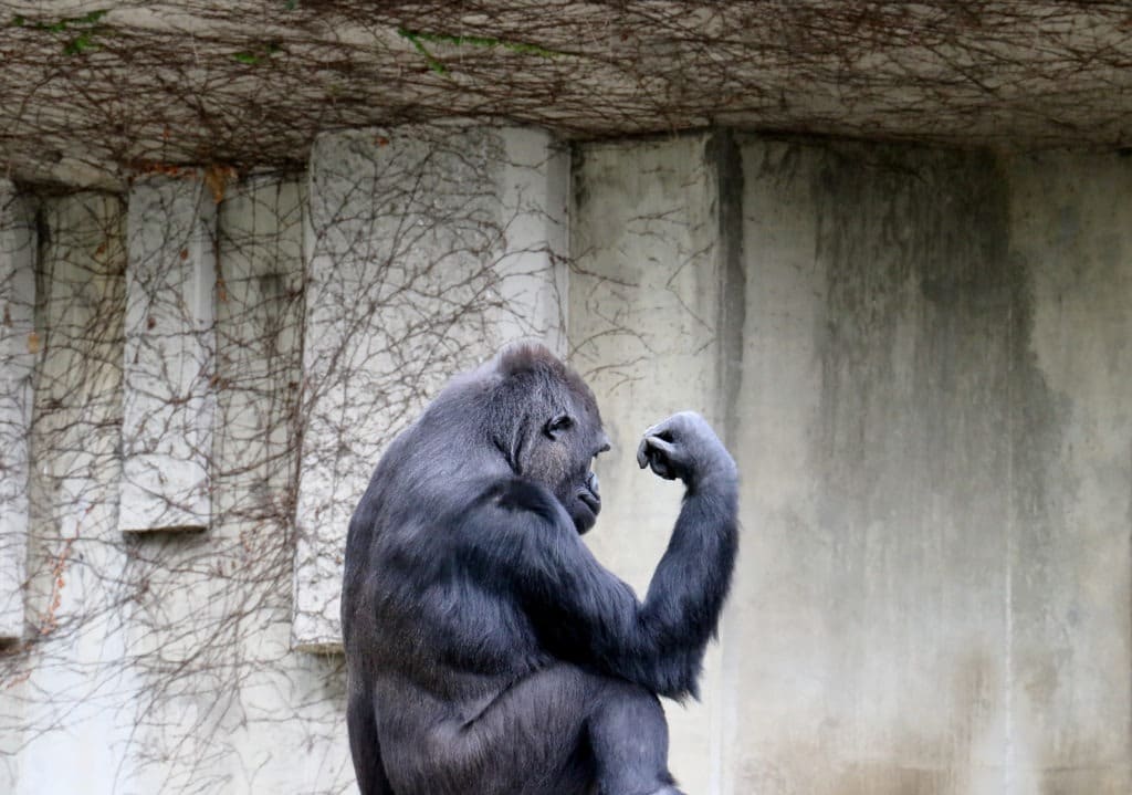Side view of a gorilla with its arms.
