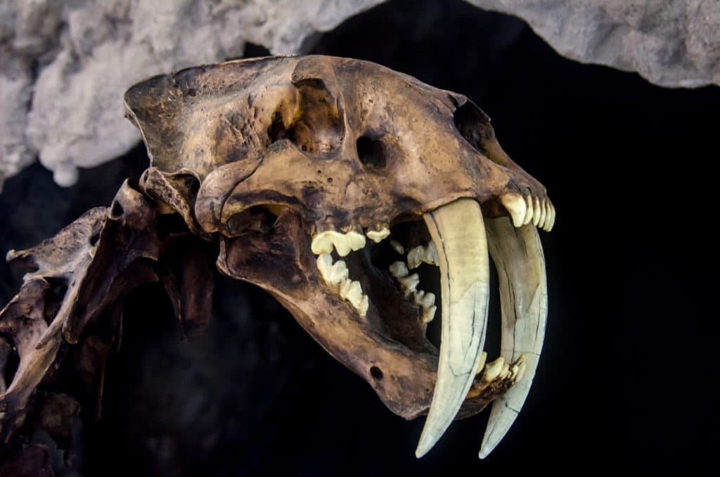 Smilodon saber-tooth tiger fossil.