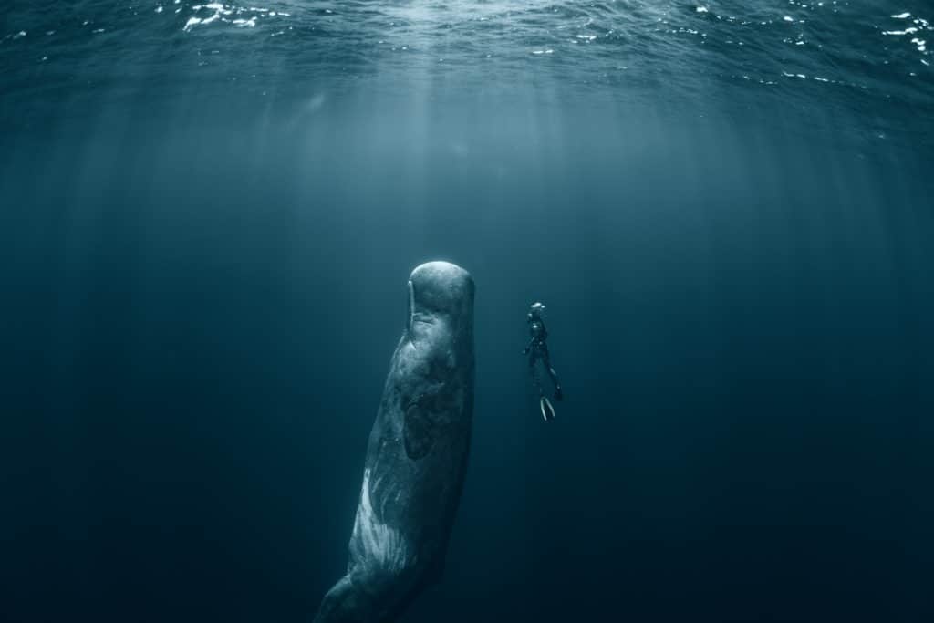 Sperm whale and freediver.
