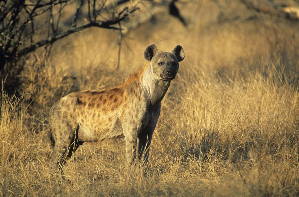 Spotted Hyena standing in the middle of a savannah.