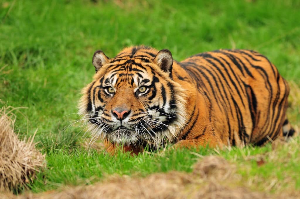 Sumatran tiger hiding in ambush while hunting.
