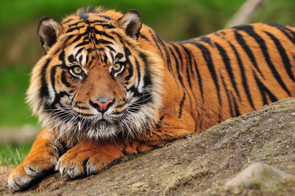 Sumatran tiger resting on a rock.