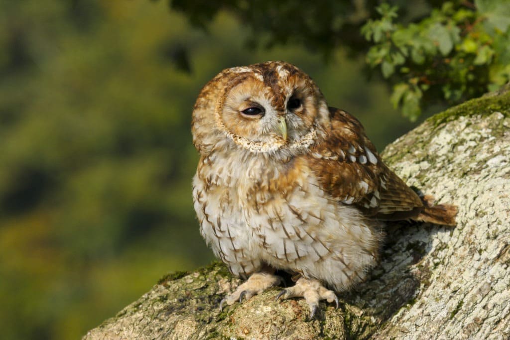 Tawny owl sitting on an oak tree.