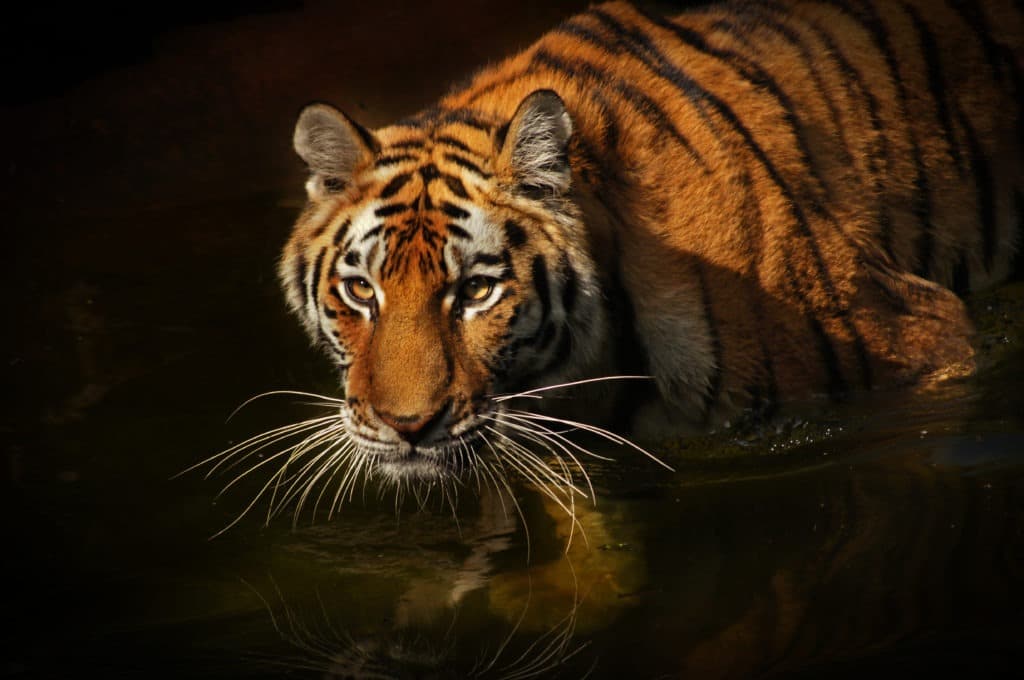 Tiger with alert eyes, on the water.