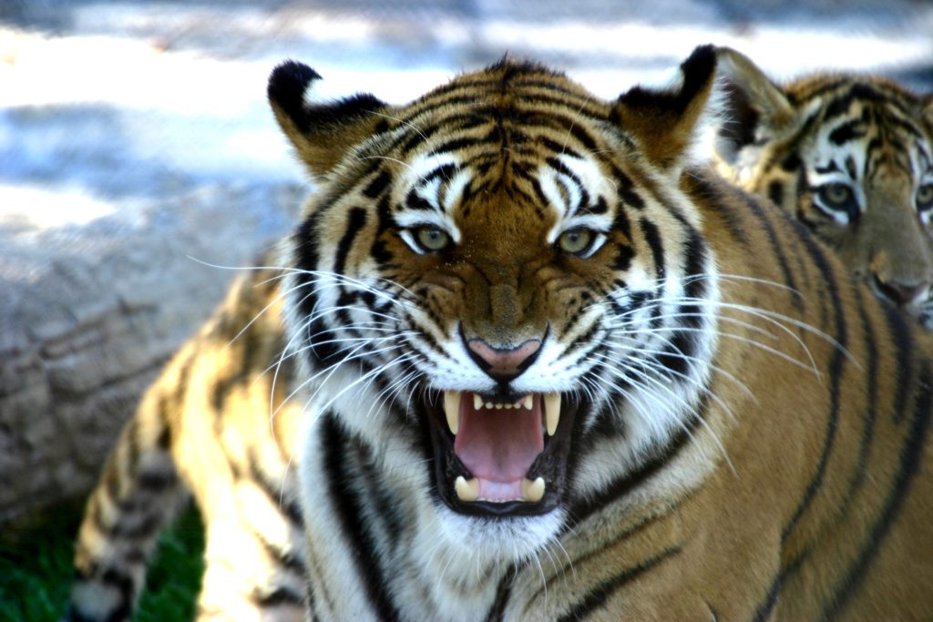 Tiger growling with an aggressive look on its face.