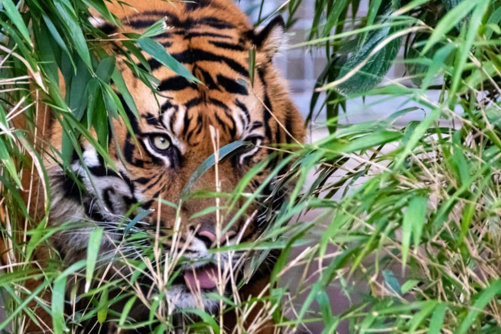 Tiger hiding behind bamboo leaves.