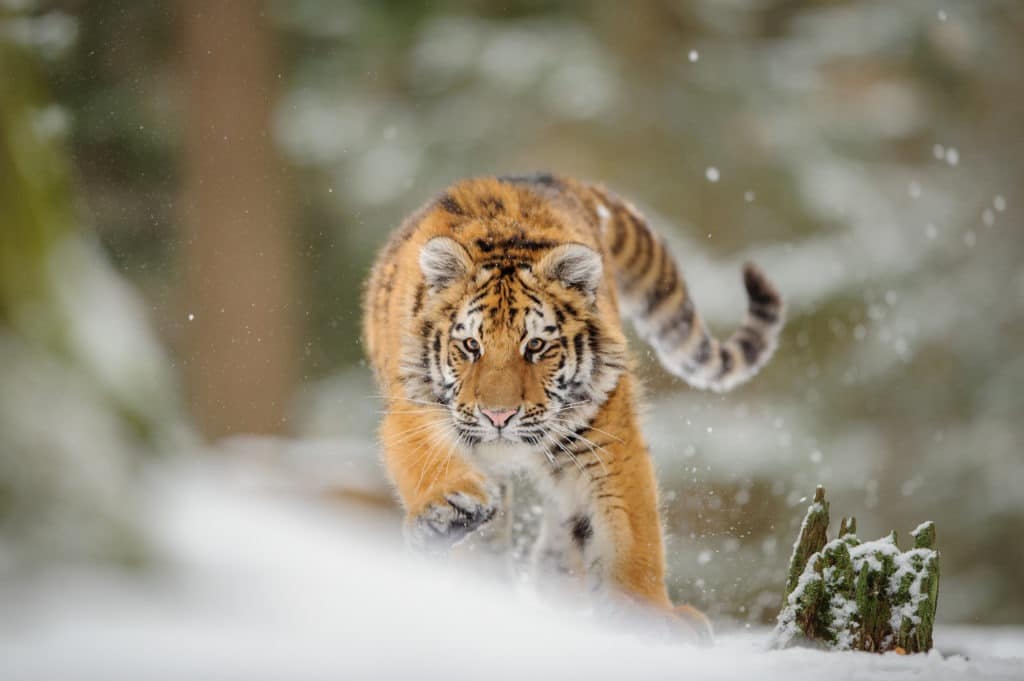 Tiger hunting down prey and running during winter.