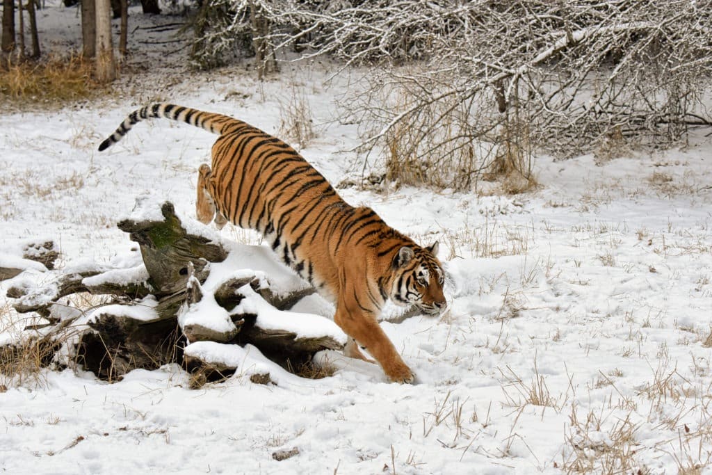 Tiger jumping over a log during winter.