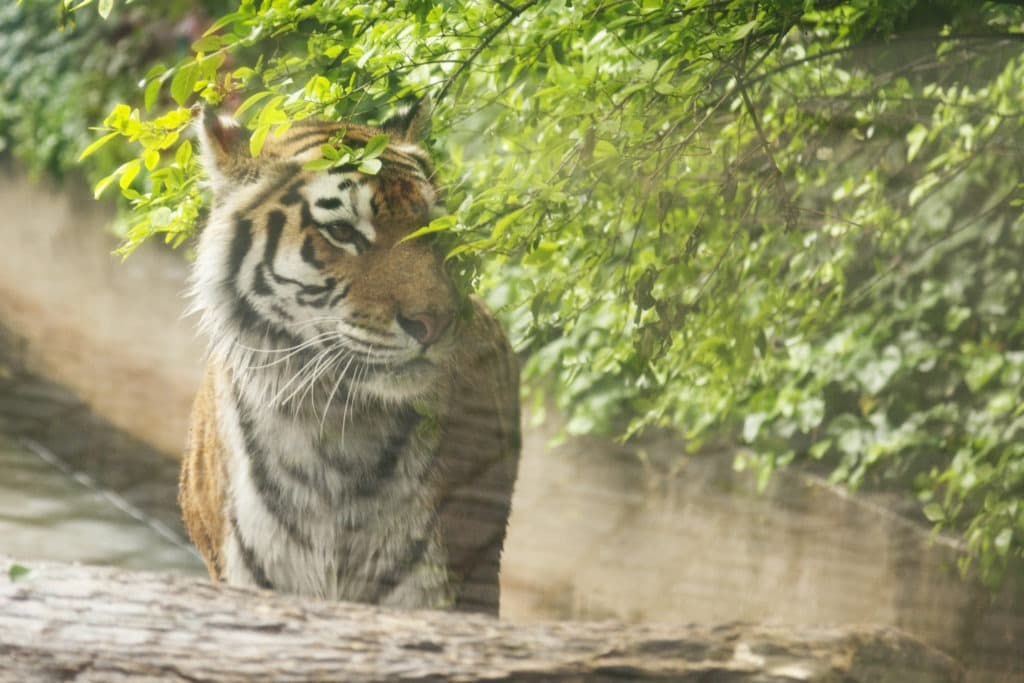 Tiger sneaking through green shrubbery.