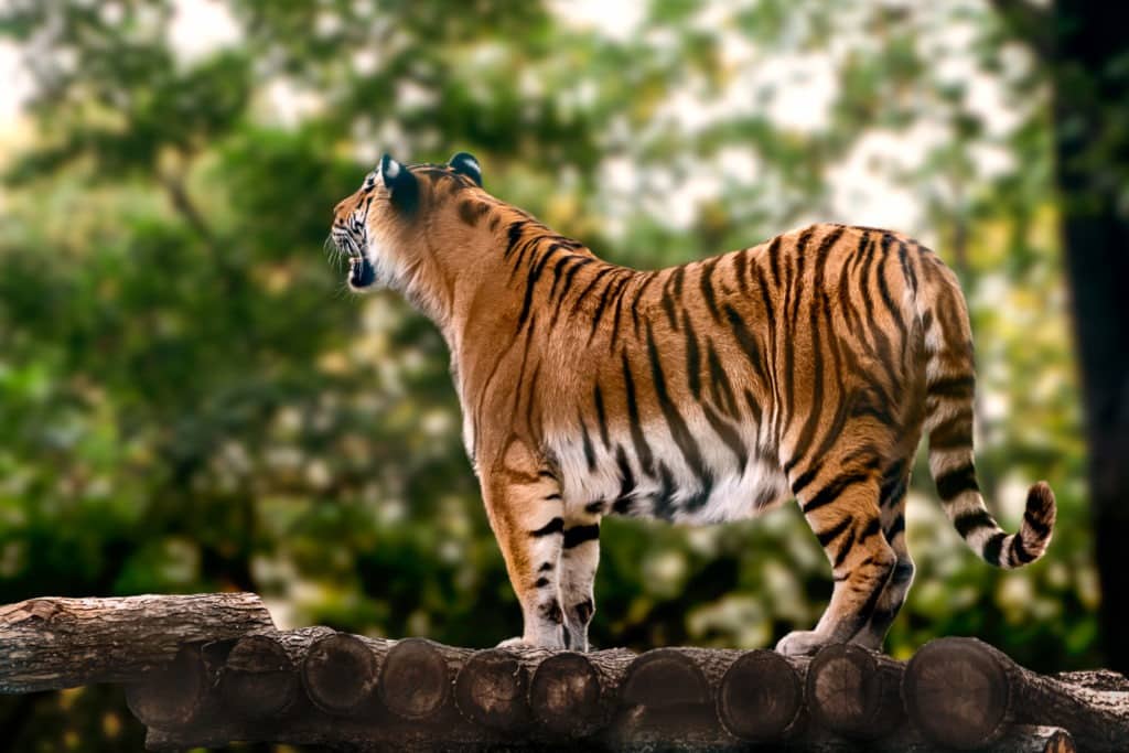 Tiger standing and roaring with its back facing the camera.
