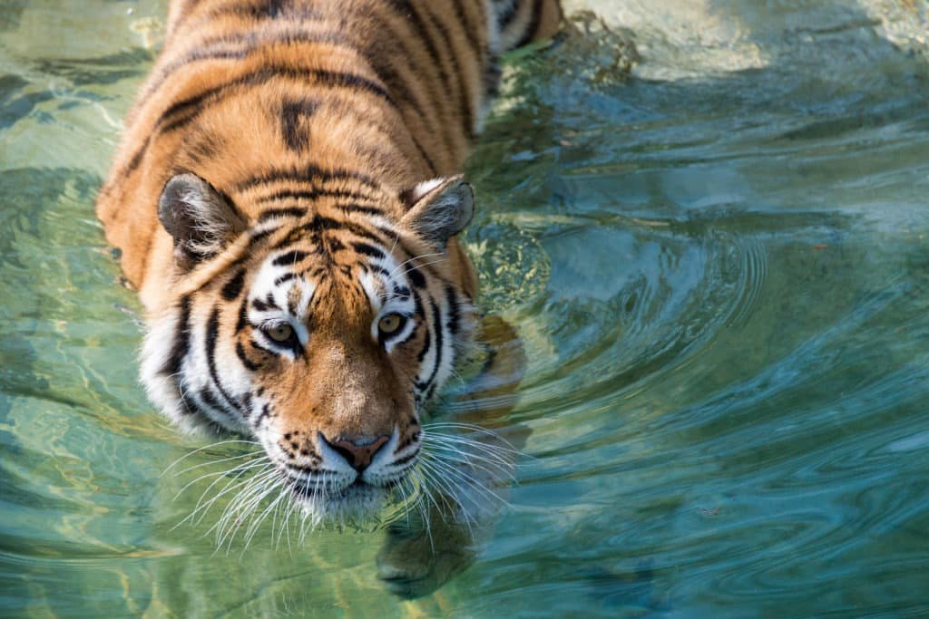 Siberian tiger swimming in a pond.