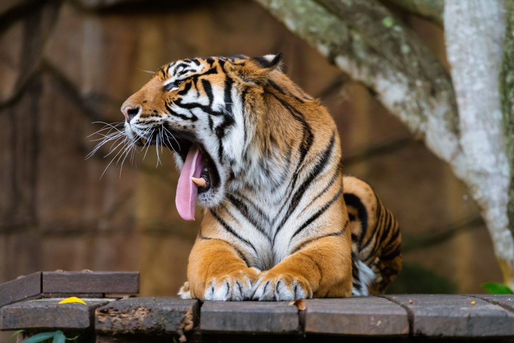 Tiger yawning and showing its tongue.