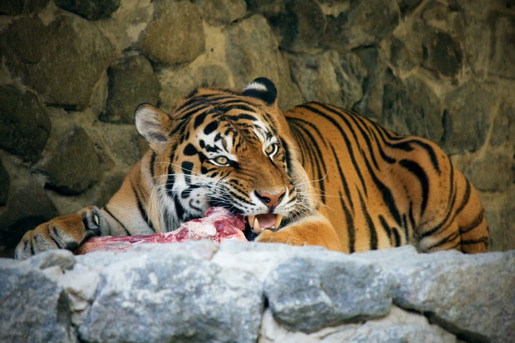 Hungry tiger in a zoo eating meat.