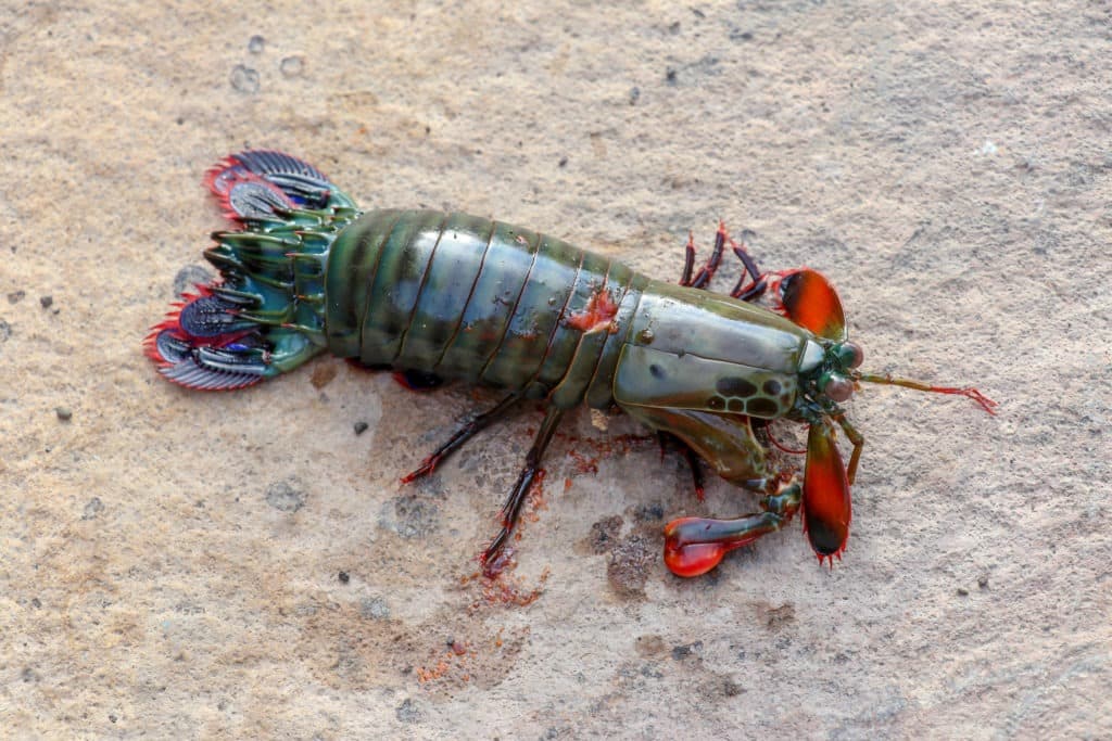 Top view of clown mantis shrimp and its tail.