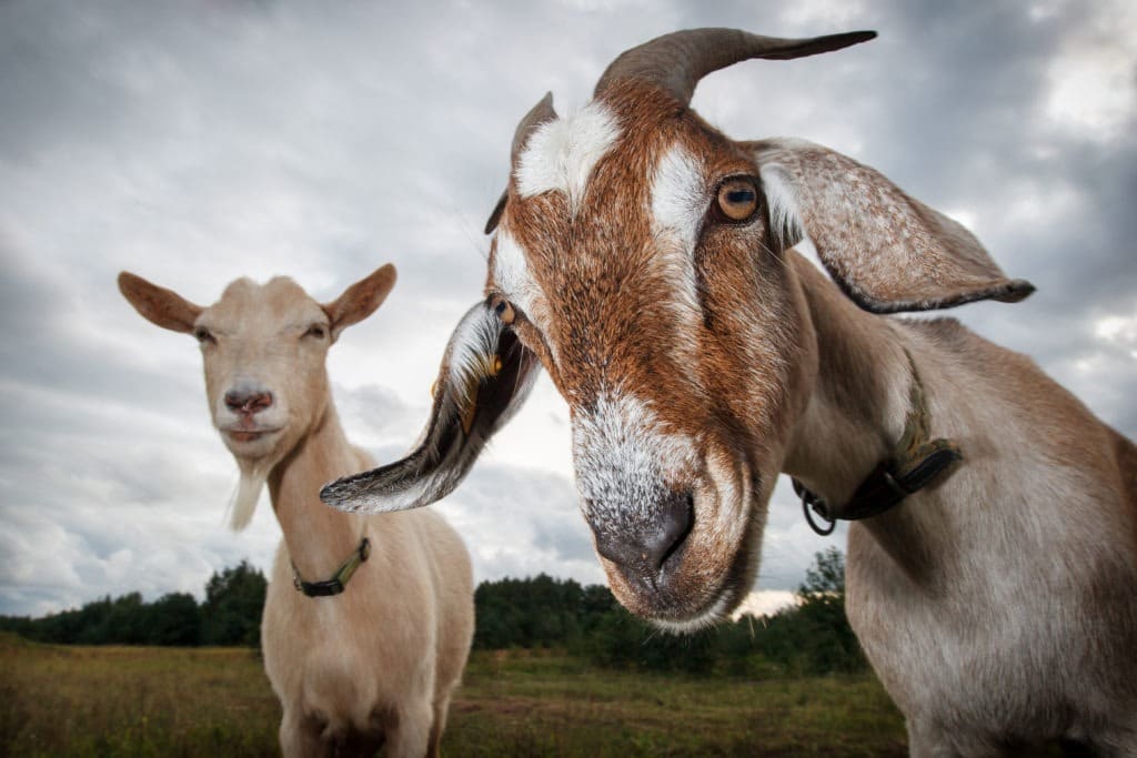 Two goats looking at the camera.