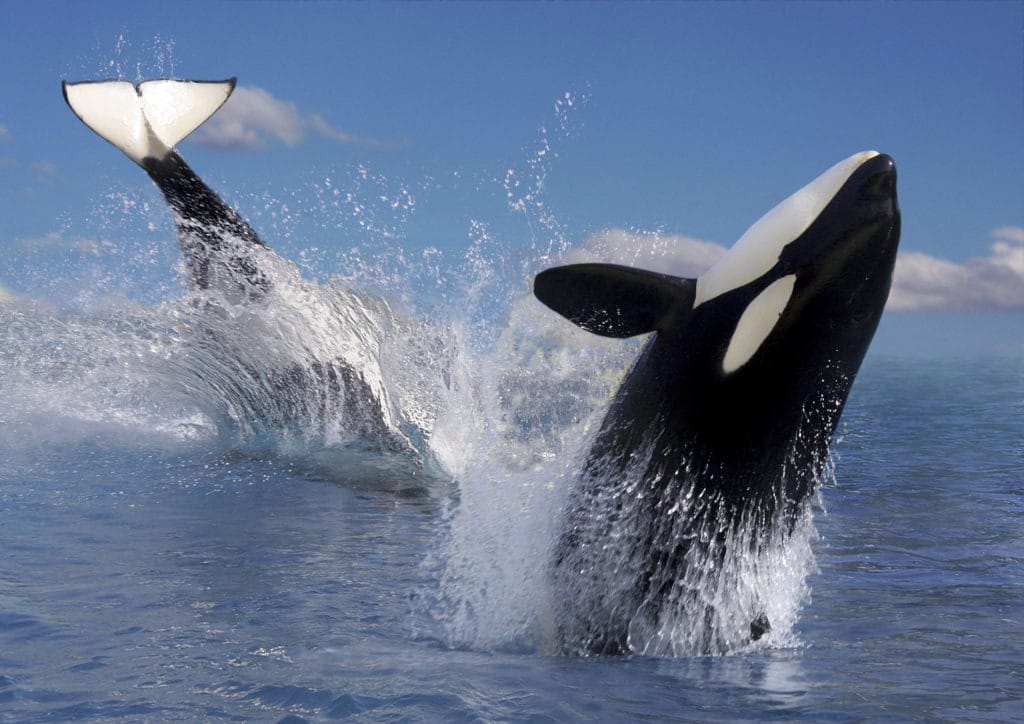 Two orcas jumping through the water.