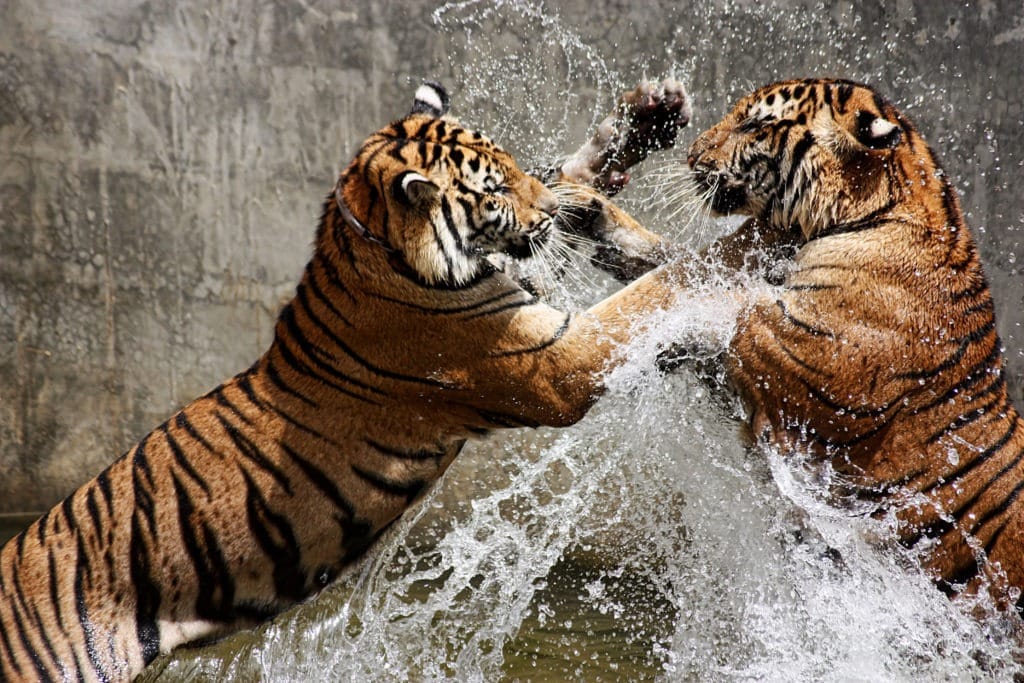 Two tigers fighting in the water.