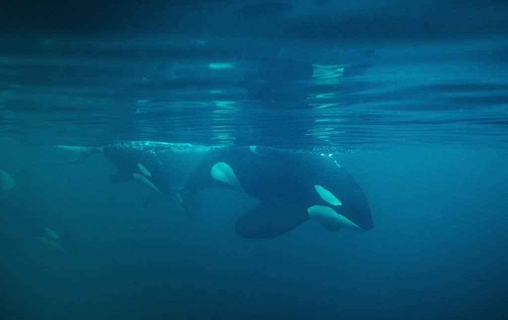 Underwater Pod Killer Whales Norway
