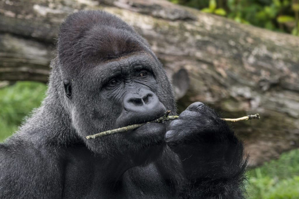 Western lowland gorilla chewing on a twig.