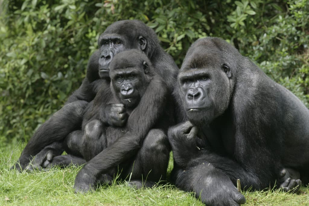 Western lowland gorillas on grass.