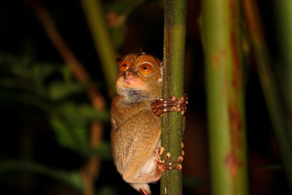 Western tarsier in Borneo.