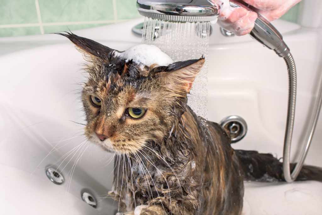 Wet and upset cat inside bathtub.