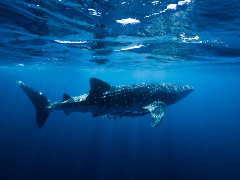 Whale shark near the water surface.