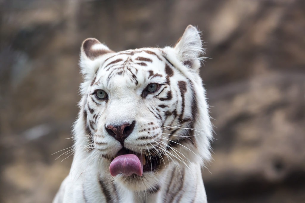White bengal tiger licking its mouth.