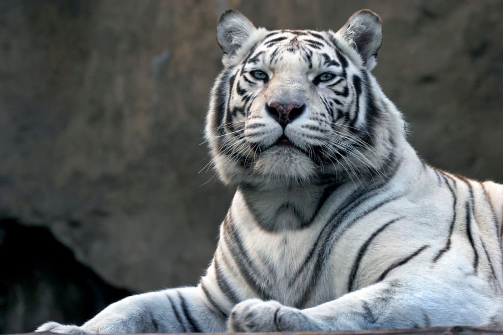 White bengali tiger in zoo.
