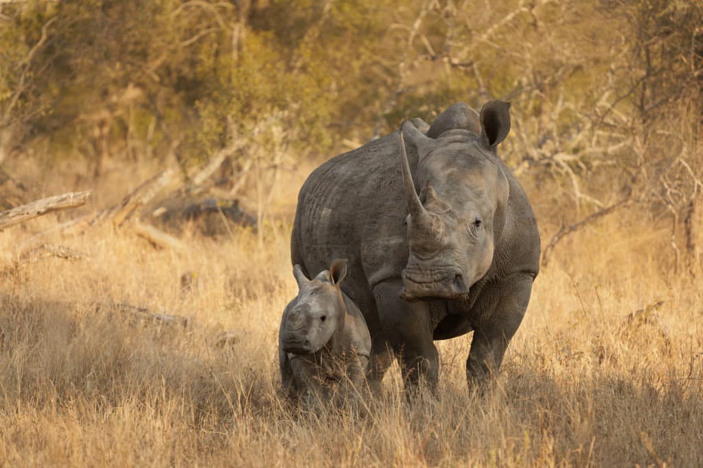 White rhinoceros and baby in the savanna.