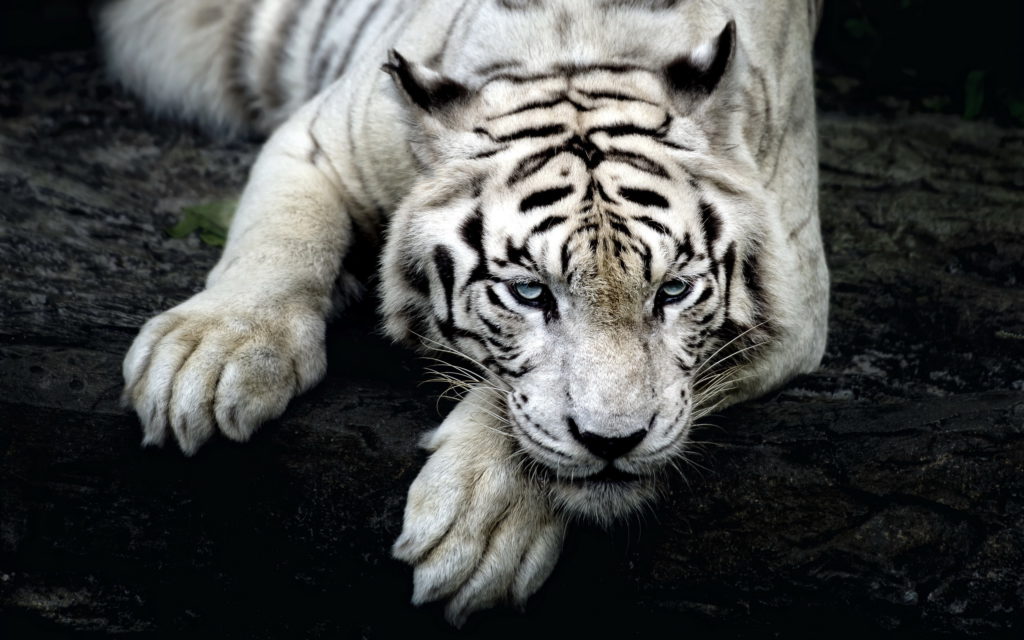 White tiger resting on a log.