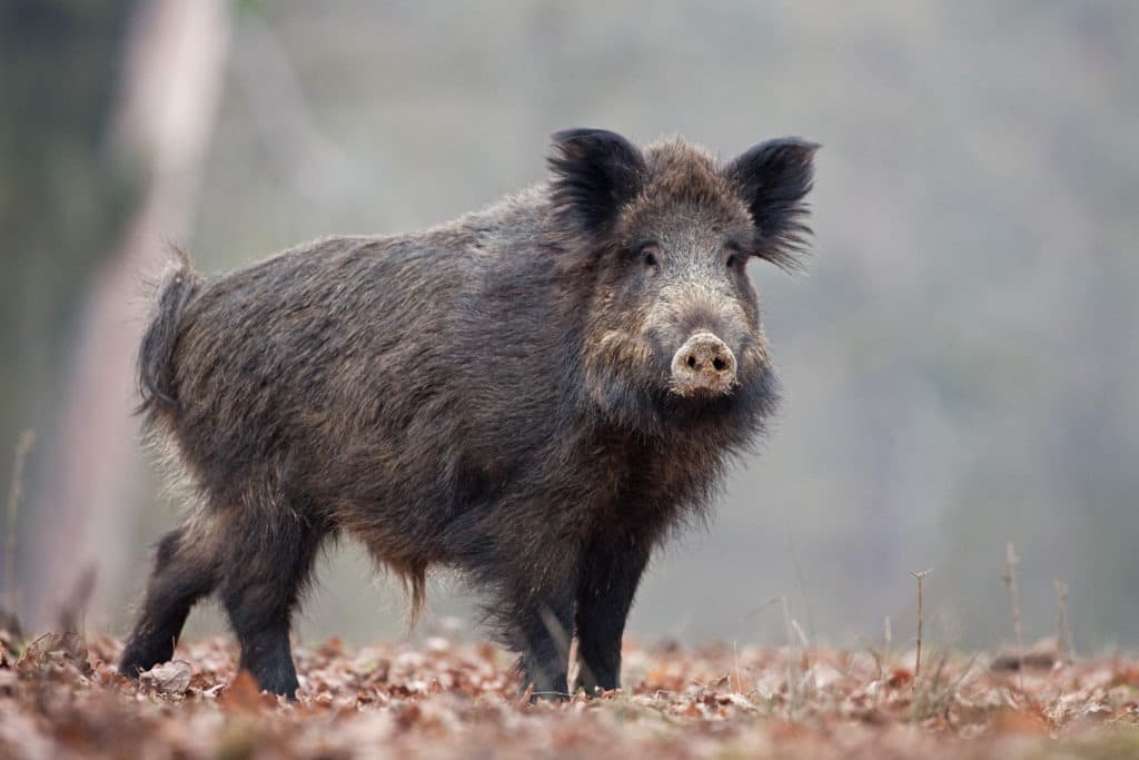 Focus shot of a wild boar.