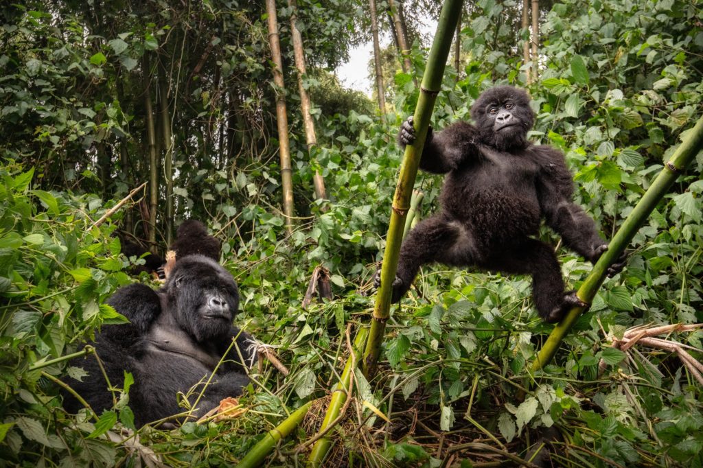 Wild mountain gorilla in their natural habitat, wildlife.