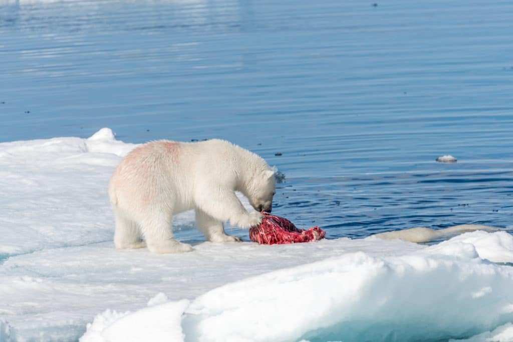 Wild polar bear eating killed seal on the pack ice.