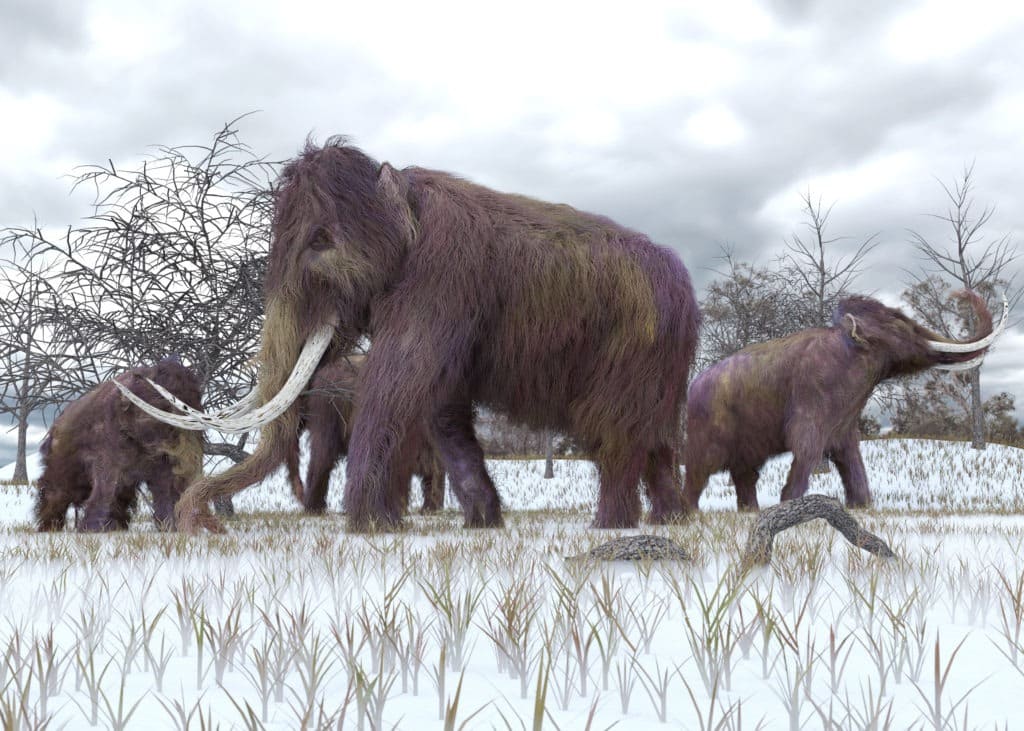 An illustration of a herd of Woolly Mammoths.